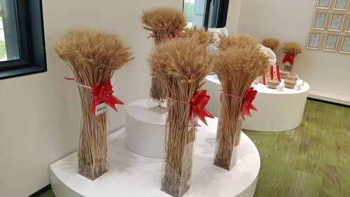 高質量發展調研行丨昌吉 天然的種子加工廠